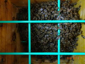 ☆日本蜜蜂　日本ミツバチ　日本みつばち　第三分蜂群捕獲（新女王/次女群）引取限定(福島伊達市)　S-W3☆