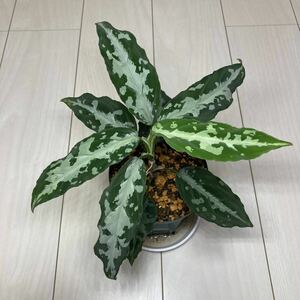 アグラオネマ ピクタム [LA便] Aglaonema pictum”しるば〜らいん“ Aceh sumatera [LA0217-04]