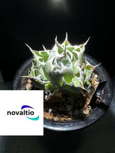 【novaltio】ノバルティオ Agave titanota ‘black whale’ 黒鯨　子株