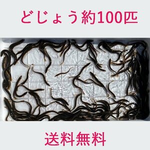 送料無料 どじょう 200ｇ 約 100匹 活餌 生き 餌 食用 中国産