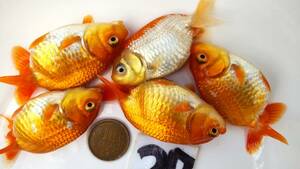 *Seven Colors*27 number ..F. system this year fish 5 pcs set 