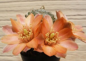 【種子を出品】◆　レブチア ムダネンシス WR689 Rebutia mudanensis 10粒/サボテン