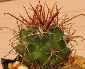 【種子を出品】◆　フェロカクタス 紅洋丸 DJF7 Ferocactus fordii 5粒/サボテン/珍しい小型種