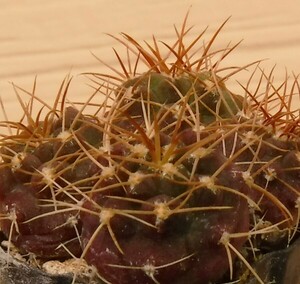 【種子を出品】◆　ギムノ ガンキネンセ/歓喜玉 P226 Gymnocalycium guanchinense 10粒/強刺サボテン