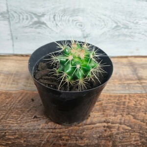 【人気】 金鯱サボテン ■ ゴールデンバレル ■ echinocactus grusonii golden barrel ■ 金鯱 ■ サボテン 多肉植物 サボテン