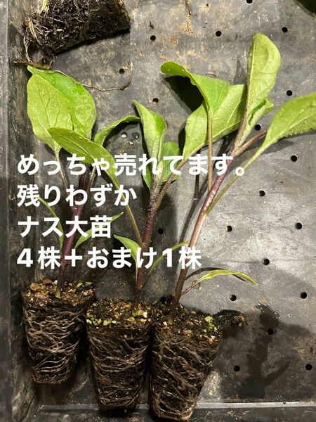 残りわずか　中長ナス大苗　4株＋おまけ1株付き