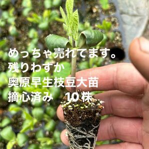 残りわずか　奥原早生　極早生枝豆　大苗10株