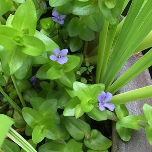 ウォーターバコパ 水上葉 無農薬 水草 10本 メダカの隠れ家に最適！ 