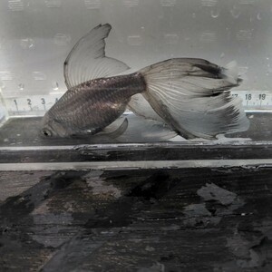 金曜日発送（７日）【宮城鉄魚飼育研究会】青鉄魚（中）②超極上　羽衣　15センチくらい
