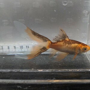  Friday shipping (7 day )[ Miyagi iron fish breeding research .].. iron fish ( small )①10 centimeter about 