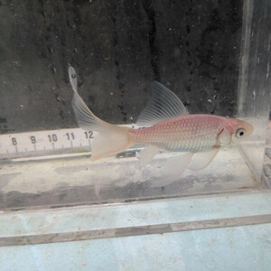 金曜日発送(7日)【宮城鉄魚飼育研究会】白鉄魚（小）④9センチくらい