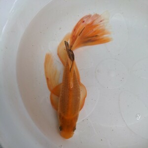  Friday shipping (7 day )[ Miyagi iron fish breeding research .] red iron fish ( extra-large )①23 centimeter about tail ripping 