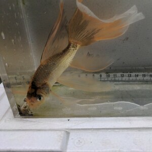  Friday shipping (7 day )[ Miyagi iron fish breeding research .].. iron fish ( large )②18 centimeter about 