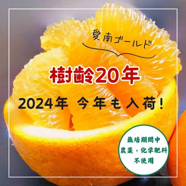 愛媛愛南町産　樹齢20年以上　愛南ゴールド　河内晩柑　農薬不使用8kg