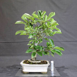 日本鎌柄 ( 鎌柄 / ニホンカマツカ / カマツカ ) 盆栽 奥行23cm 横幅23cm 高さ30cm