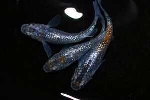 ◆上毛めだか倶楽部◆ 直系 アイスブレイク メダカ 稚魚 10匹＋α