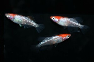 【上毛めだか倶楽部】イナズマ(稲妻)　メダカ　稚魚 10匹　※三色も出ます。