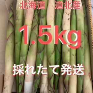 北海道道北産　根曲り竹1.5kg 姫竹 根曲り竹 天然山菜