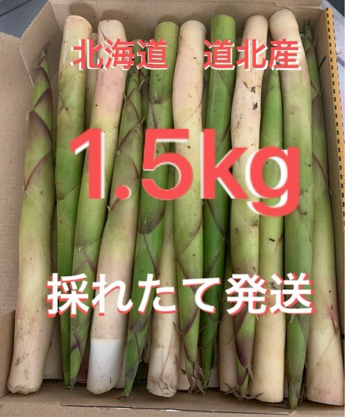 北海道道北産　根曲り竹1.5kg 姫竹 根曲り竹 天然山菜