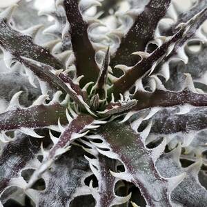 tiki I -bru Wing (i- Bill wing )Dyckia Evil Wing otto Bromeliad Hybrid Bear route . stock 