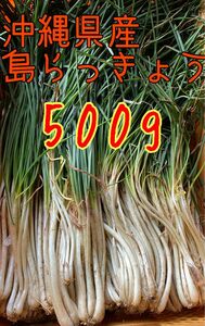 当日収穫　沖縄県産　島らっきょう　500g 土根付