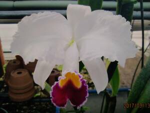 6. орхидея Cattleya . вид c.trianaei S/A White Kimera (OG)