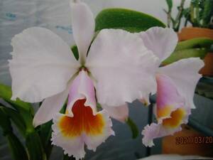 5. орхидея Cattleya . вид c.schroederae Clio x 3rd. sib