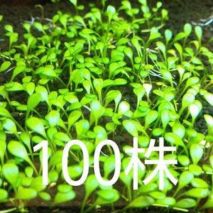 グロッソスティグマ　100株