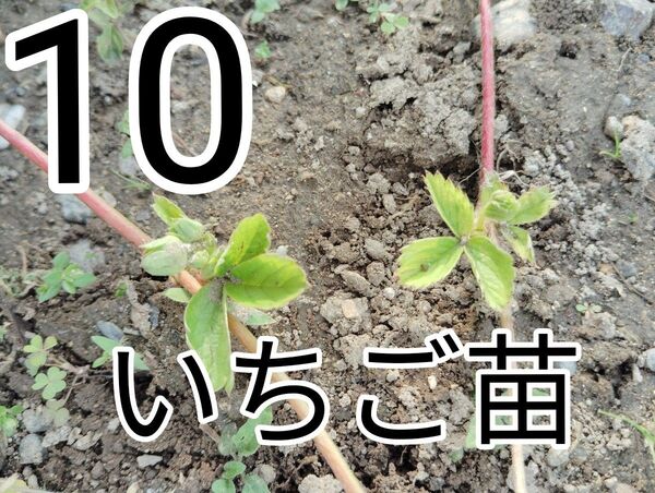 10苗 いちご苗