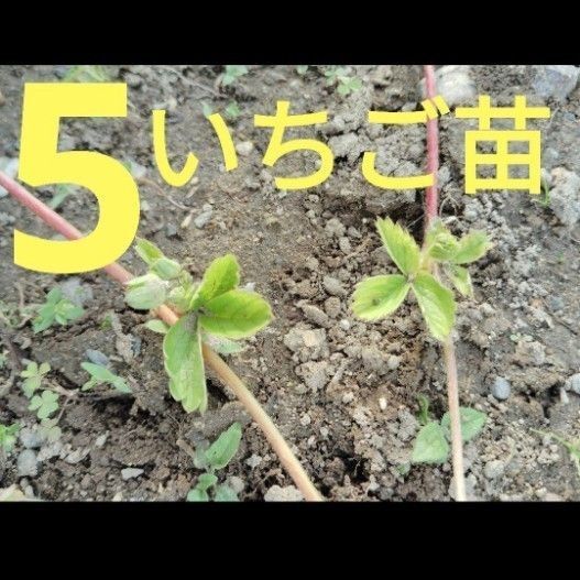 5苗 いちご苗