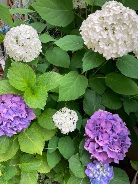 アナベル　紫陽花　カット苗