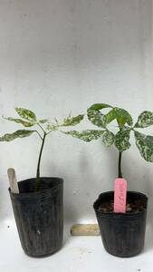 * real raw seedling . entering pakira Mill key way height of tree 12 cm+15cm rom and rear (before and after) 2 seedling photograph actual article or goods 