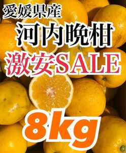愛媛県産 みかん 家庭用 河内晩柑 箱込8kg 柑橘 ミカン 果物 宇和ゴールド