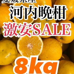 愛媛県産 みかん 家庭用 河内晩柑 箱込8kg 柑橘 ミカン 果物 宇和ゴールド