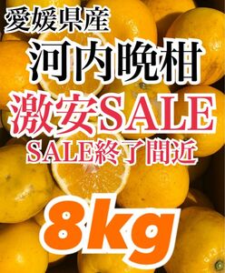 愛媛県産 みかん 家庭用 河内晩柑 箱込8kg 柑橘 ミカン 果物 宇和ゴールド