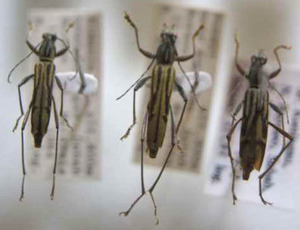標本 239-48 稀少 マレーシア産 カミキリムシ Cerambycidae 3ex 現状特価
