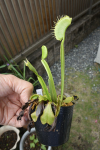 【食虫植物】　Dionaea muscipula Kyoto Botanical Garden, 京都府立植物園由来