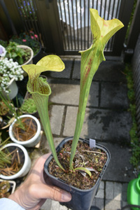[ еда насекомое растения ] Sarracenia oreophila Giant, CK