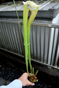 [ еда насекомое растения ] Sarracenia x areolata giant, Cedric