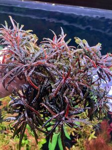 Bucephalandra sp. "Nanga Pinoh" 1株 ブセファランドラ sp. ナンガピノー水草 珍草