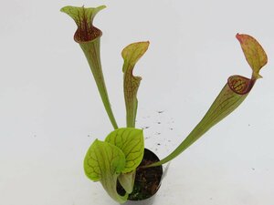 S.oreophila Boze Pond,Alabama USA CV 3号【現品限り】ネペンテス 食虫植物_15318