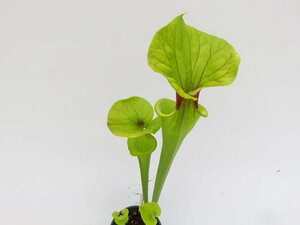 S.flava CK,different variations mixed No.015 3.5号【現品限り】ネペンテス 食虫植物_15316