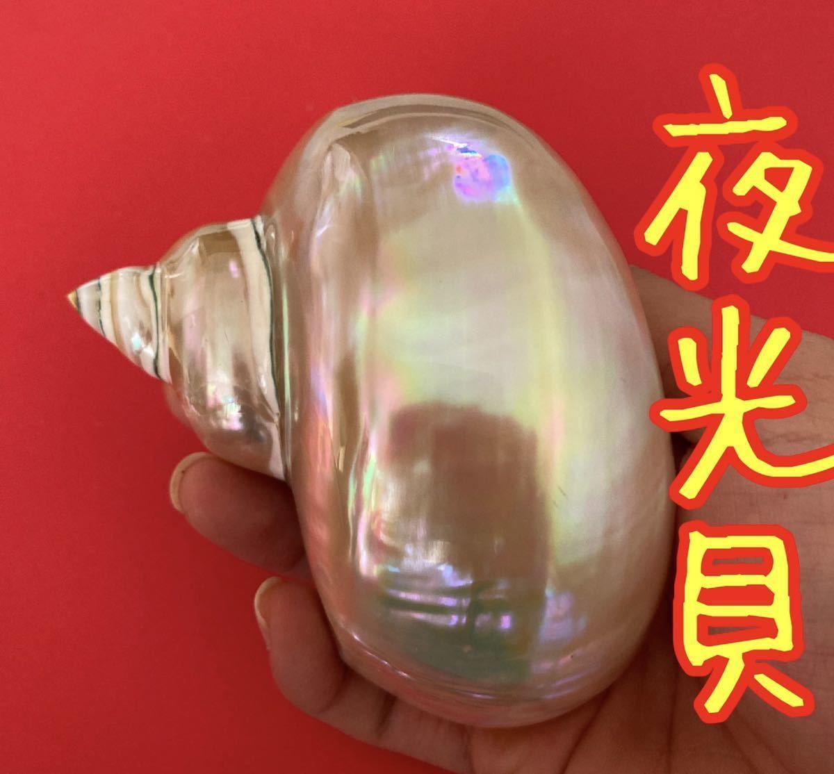 Yahoo!オークション -「夜光貝」(アンティーク、コレクション Yahoo!オークション -「夜光貝」(アンティーク、コレクション
