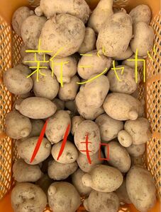 大好評！！長崎県産　新じゃが　新ジャガ　ジャガイモ じゃがいも 11kg掘りたて　産地直送L〜3L
