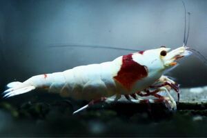 【１円スタート】《Howl＆Louis》Red Bee Shrimp ハイグレード ♀ 親候補 ②