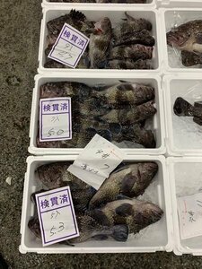 北海道産真ゾイ（キツネメザルゾイ）1尾（800ｇ前後）〔Ｂ〕北港直販〔代引き不可〕ソイ・そい