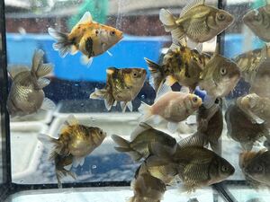 【菊穂】オランダST当歳 15匹 全て四つ尾① 親魚写真あり 