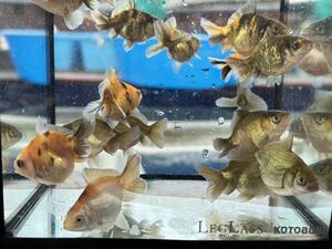 [..] Holland ST this year 15 pcs all four . tail ② parent fish photograph equipped 