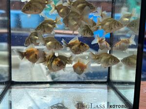 [..] Holland ST this year 20 pcs all four . tail ③ parent fish photograph equipped 