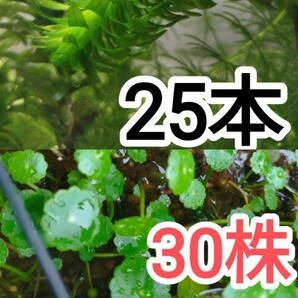 アナカリス無農薬25本・ウォーターコイン無農薬30株